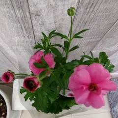 hiroakin様専用！！