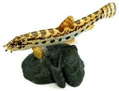 【中古】トレーディングフィギュア シマドジョウ 「原色淡水魚図鑑II 改訂版」のサムネイル