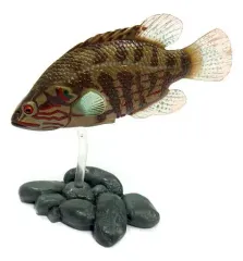 【中古】トレーディングフィギュア オヤニラミ 「原色淡水魚図鑑II 改訂版」のサムネイル