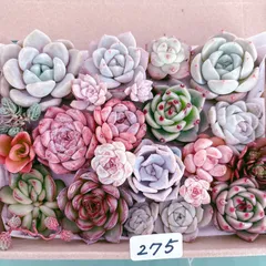 275 多肉植物寄せ植えセット