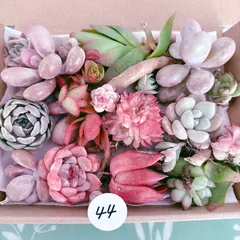 44 訳あり多肉植物