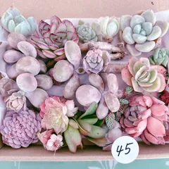 45 訳あり多肉植物