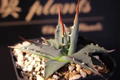 2026年最新】アガベ エボリスピナの人気アイテム - メルカリ