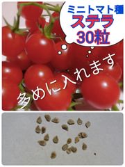 ミニトマト ステラミニトマト 苗 5つ - メルカリ