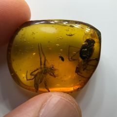 激レア本物】虫入り天然琥珀1億年前の空気虫水入り◎ 鑑別済ドミニカ産