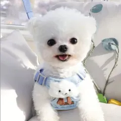 新品 雲型 ブルーコットン ハーネス リードセット 小型犬 ねこ S かわいい スマイル曇リードセット  可愛い ハーネス 犬用ハーネス  中型犬 おしゃれ  脱げない 胴輪   はーねす 首輪 子犬 超小型犬 成犬 いぬ イヌ ワンチャン ネコ ねこ