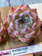 2026年最新】チワワ錦の人気アイテム - メルカリ