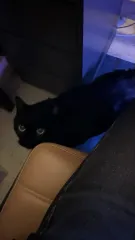 アディダス ジャケット