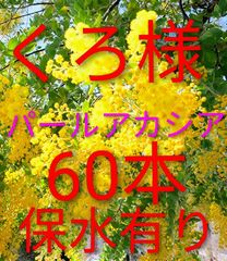 2026年ミモザアカシア 銀葉アカシア30本保水有り 追加1本100円 30