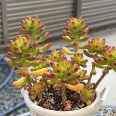 多肉植物 ☘️ ラズベリーアイス お子様付き 抜き苗 - メルカリ