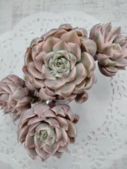 マーガレットレッピン錦　B