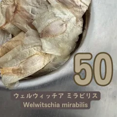 ウェルウィッチア ミラビリス 2026種子50粒 奇想天外のサムネイル