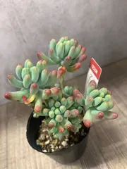 乙女心　セダム　多肉　多肉植物　抜き苗