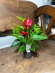 2026年最新】原種アンスリウムの人気アイテム - メルカリ