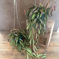 【サンプル】ホヤ チャイナビーンズ 1個 Hoya china bean サクララン 桜蘭 ロンギフォリア チャイナビーンズ 観葉植物 観葉 植物 希少 レア つる性 つる性植物 ハンギング 吊るす 吊り下げ 花 おうち時間 グリーン アートプランツ