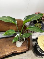 斑入り オーガスタ H70cm - メルカリ