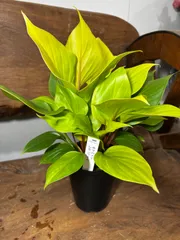 2026年最新】homalomenaの人気アイテム - メルカリ