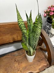 サンスベリア・ゼラニカ　4号　空気清浄効果　マイナスイオン　観葉植物　インテリア　グリーン　シンプル