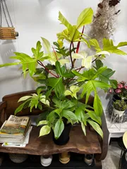フィロデンドロン・フロリダコーストミント　7号　白　斑入り　かっこいい　観葉植物　インテリア　グリーン　迫力のサムネイル