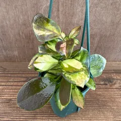 ホヤ オーストラリス リサ ① 現品　Hoya australis lisa サクララン 桜蘭  観葉植物 観葉 植物 インテリア プレゼント おしゃれ かわいい ミニ  グリーン アートプランツ