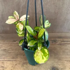 ホヤ オーストラリス リサ ② 現品　Hoya australis lisa サクララン 桜蘭  観葉植物 観葉 植物 インテリア プレゼント おしゃれ かわいい ミニ  グリーン アートプランツ