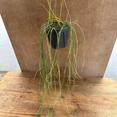 リプサリス プニセオディスクス 大 Rhipsalis puniceodiscus 現品 五月雨 サボテン科リプサリス属 森林サボテン ジャングルサボテン 観葉植物 観葉 植物 珍奇植物 珍奇 珍しい 多肉植物 多肉 カクタス サボテン プニセオディスカス