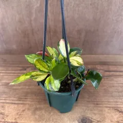 ホヤ オーストラリス リサ ④ 現品　Hoya australis lisa サクララン 桜蘭 観葉植物 観葉 植物 インテリア プレゼント おしゃれ かわいい ミニ  グリーン アートプランツ