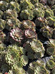 チャンヒー農場◎ルナ◎多肉植物 カット苗 輸入苗 エケベリア等 チャンヒー農場◎ルナ◎多肉植物 カット苗 輸入苗 エケベリア等 - メルカリ