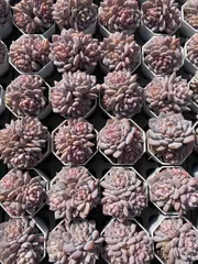 新入荷　50株の抜き苗セット　スターオレンジ　多肉植物　佐川急便発送　エケベリア　セダム　韓国苗　Z2496