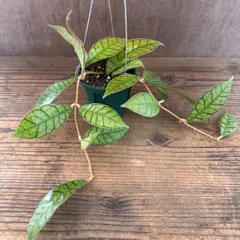 ホヤ　カリストフィラ　③　現品 Hoya callistophylla サクララン 桜蘭 カリストロフィラ  観葉植物 観葉 植物 珍奇植物 珍奇 珍しい 希少 レア つる性 つる性植物  インテリア プレゼント おしゃれ かっこいい グリーン