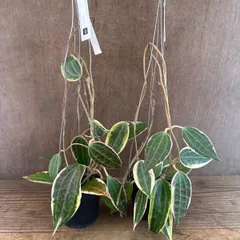 【サンプル】ホヤ ゴールデンマージン Hoya hybrid Golden Margin ガガイモ ホヤ サクララン ワックスプラント  桜蘭  観葉植物 観葉 植物 珍奇植物 珍奇 珍しい レア 希少 つる性 つる性植物 ハンギング 吊り下げ
