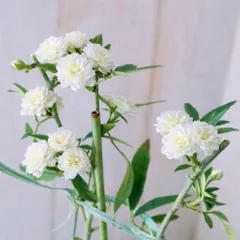 トゲなし♡八重咲き♡モッコウバラ♡ホワイト♡