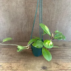 ホヤ　オボバタ　斑入り②　Hoya obovata variegata サクララン 桜蘭 オボバータ 斑入り 斑 現品 観葉植物 観葉 植物 珍奇植物 珍奇 珍しい レア 希少 ハンギングにおすすめ ハンギング インテリア プレゼント おしゃれ かわいい 花