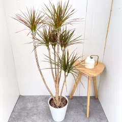 2026年最新】ドラセナ コンシンネの人気アイテム - メルカリ