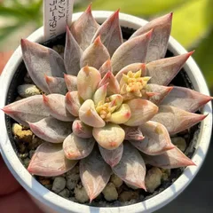 2026年最新】ザラゴーサspノバの人気アイテム - メルカリ