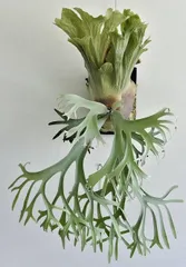 ①P.willinckii bogor mr suddan 前葉体 XLsize