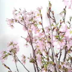 2026年最新】桜の切り花の人気アイテム - メルカリ