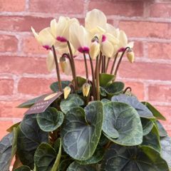 シクラメン ムーンキャンディ 5号鉢（直径15cm）底面給水鉢 1個 花 ギフト 鉢花 寄せ植え 庭植え