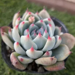 多肉植物エケベリア属　チワワエンシス