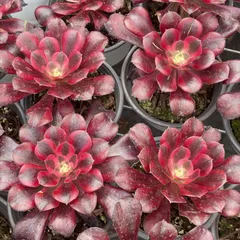 XY21×10株 メドゥーサ 抜き苗 多肉植物 アエオニウム エケベリア サボテン 韓国苗