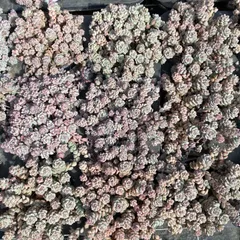 XY28×10株 キャラメルエルフ 抜き苗 多肉植物 アエオニウム エケベリア サボテン 韓国苗