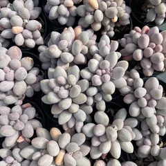 XY51×10株 ベビーフィンガー 抜き苗 多肉植物 アエオニウム エケベリア サボテン 韓国苗