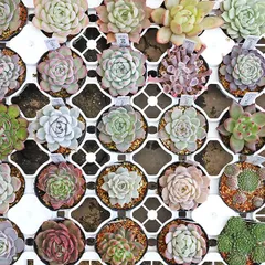現品販売 多肉植物 エケベリア 2号 多年草 多肉植物 乾燥に強い 個性派 おしゃれ 寄せ植え 鉢植え 庭 丈夫 育てやすい