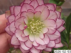 【 みっちゃんさん専用 】クリスマスローズ　2株