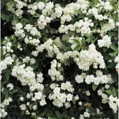 モッコウバラ 白花 八重咲き　3.5号ポット苗