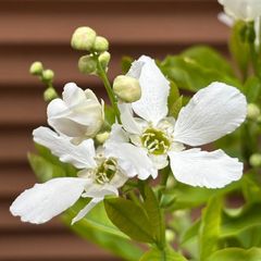 ヤマボウシ②白花　超特大‼️約118㎝　6号ポット苗木　メルカリ便※ポットごと発送 ヤマボウシ②白花 超特大‼️約118㎝ 6号ポット苗木 メルカリ便※ポット