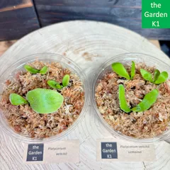 2026年最新】白ビカクの人気アイテム - メルカリ