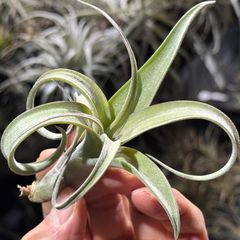 現品＊子株＊乾燥気味でくりんくりんにカ～ル調整可能＊チランジア カーリースリム Tillandsia Curly Slim (Tillandsia intermedia X Tillandsia streptophylla)＊エアプランツ＠フラワーショップ江口