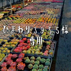 ひまわり3955様専用