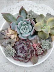 2026年最新】ブラックサバス 多肉の人気アイテム - メルカリ